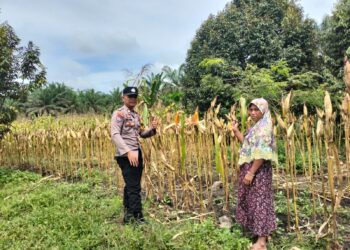 Polsek Tambusai Utara Dampingi Budidaya Jagung, Polri Perkuat Ketahanan Pangan Nasional Lewat Pertanian Modern dan Smart Farming di Desa Mekar Jaya