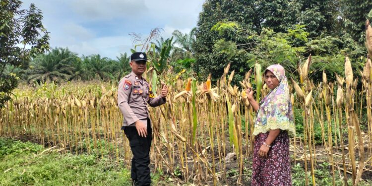 Polsek Tambusai Utara Dampingi Budidaya Jagung, Polri Perkuat Ketahanan Pangan Nasional Lewat Pertanian Modern dan Smart Farming di Desa Mekar Jaya