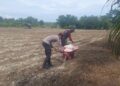Polsek Tambusai Utara Dampingi Budidaya Jagung Monokultur, Perkuat Ketahanan Pangan Nasional dari Desa Suka Damai