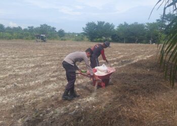 Polsek Tambusai Utara Dampingi Budidaya Jagung Monokultur, Perkuat Ketahanan Pangan Nasional dari Desa Suka Damai