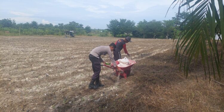 Polsek Tambusai Utara Dampingi Budidaya Jagung Monokultur, Perkuat Ketahanan Pangan Nasional dari Desa Suka Damai