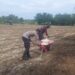 Polsek Tambusai Utara Dampingi Budidaya Jagung Monokultur, Perkuat Ketahanan Pangan Nasional dari Desa Suka Damai