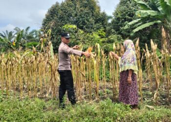 Polsek Tambusai Utara Dampingi Budidaya Jagung Berkelanjutan, Polri Perkuat Swasembada Pangan Nasional di Desa Mekar Jaya