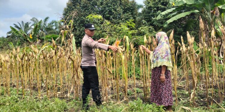 Polsek Tambusai Utara Dampingi Budidaya Jagung Berkelanjutan, Polri Perkuat Swasembada Pangan Nasional di Desa Mekar Jaya