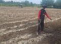 Polsek Tambusai Utara Dampingi Budidaya Jagung Monokultur, Dorong Desa Suka Damai Jadi Sentra Produksi Jagung Penopang Swasembada Pangan Nasional