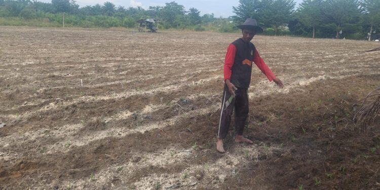 Polsek Tambusai Utara Dampingi Budidaya Jagung Monokultur, Dorong Desa Suka Damai Jadi Sentra Produksi Jagung Penopang Swasembada Pangan Nasional