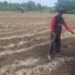 Polsek Tambusai Utara Dampingi Budidaya Jagung Monokultur, Dorong Desa Suka Damai Jadi Sentra Produksi Jagung Penopang Swasembada Pangan Nasional