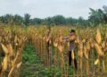 Polsek Tambusai Utara Dorong Pengelolaan Sumber Daya Air Hadapi Curah Hujan Tinggi, Perkuat Ketahanan Pangan di Desa Mekar Jaya
