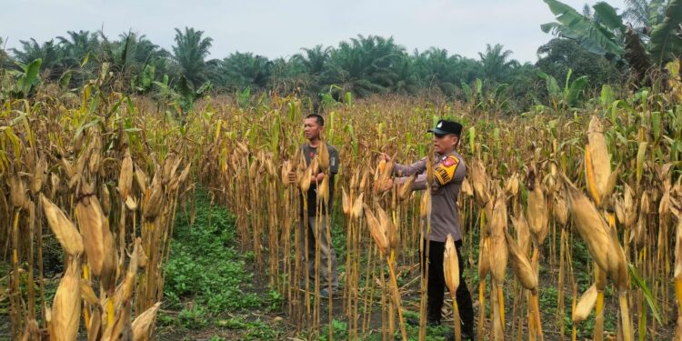 Polsek Tambusai Utara Dorong Pengelolaan Sumber Daya Air Hadapi Curah Hujan Tinggi, Perkuat Ketahanan Pangan di Desa Mekar Jaya