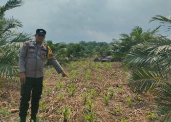 Dukung Swasembada Pangan, Bhabinkamtibmas Polsek Kepenuhan Intensif Dampingi Petani Jagung