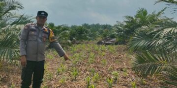 Dukung Swasembada Pangan, Bhabinkamtibmas Polsek Kepenuhan Intensif Dampingi Petani Jagung