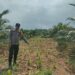 Dukung Swasembada Pangan, Bhabinkamtibmas Polsek Kepenuhan Intensif Dampingi Petani Jagung