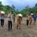 Polsek Rokan IV Koto Optimalkan Lahan Produktif di Desa Tibawan untuk Perkuat Ketahanan Pangan Nasional