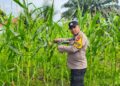 Polsek Rokan IV Koto Perkuat Ekosistem Pertanian Berkelanjutan, Kawal Produktivitas Jagung Demi Swasembada Pangan Nasional