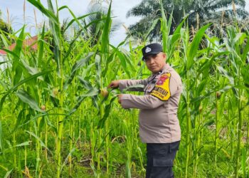 Polsek Rokan IV Koto Perkuat Ekosistem Pertanian Berkelanjutan, Kawal Produktivitas Jagung Demi Swasembada Pangan Nasional