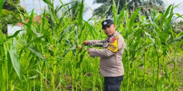 Polsek Rokan IV Koto Perkuat Ekosistem Pertanian Berkelanjutan, Kawal Produktivitas Jagung Demi Swasembada Pangan Nasional