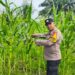Polsek Rokan IV Koto Perkuat Ekosistem Pertanian Berkelanjutan, Kawal Produktivitas Jagung Demi Swasembada Pangan Nasional