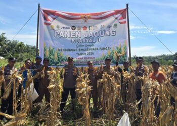 Sukses Panen 1,5 Ton Jagung, Polsek Bonai Darussalam Pertegas Komitmen Ketahanan Pangan