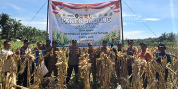 Sukses Panen 1,5 Ton Jagung, Polsek Bonai Darussalam Pertegas Komitmen Ketahanan Pangan