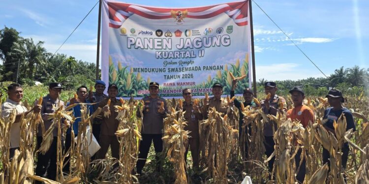 Sukses Panen 1,5 Ton Jagung, Polsek Bonai Darussalam Pertegas Komitmen Ketahanan Pangan