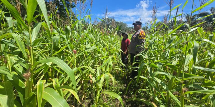 Polsek Bonai Darussalam Cek Pertumbuhan Jagung Hibrida, Perkuat Dukungan Ketahanan Pangan di Rokan Hulu