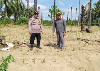 Polsek Kunto Darussalam Pantau Pertumbuhan Jagung Pipil di Desa Kota Intan, Perkuat Dukungan terhadap Swasembada Pangan Nasional