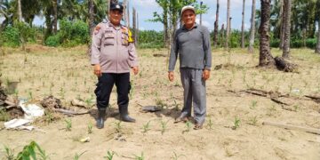 Polsek Kunto Darussalam Pantau Pertumbuhan Jagung Pipil di Desa Kota Intan, Perkuat Dukungan terhadap Swasembada Pangan Nasional