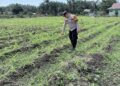 Polsek Kepenuhan Pantau Pertumbuhan Jagung Hibrida, Perkuat Akselerasi Swasembada Pangan Nasional di Desa Kepenuhan Baru,