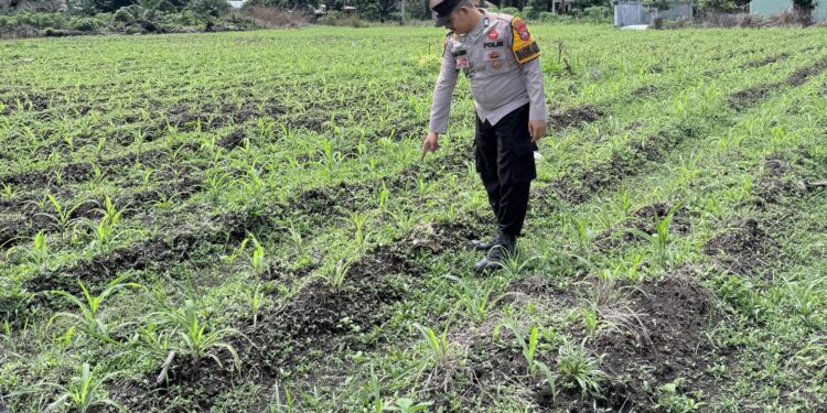 Polsek Kepenuhan Pantau Pertumbuhan Jagung Hibrida, Perkuat Akselerasi Swasembada Pangan Nasional di Desa Kepenuhan Baru,