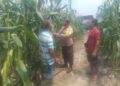 Polsek Kabun Cek Tanaman Jagung di Lahan BUMDes Aliantan, Perkuat Dukungan terhadap Swasembada Pangan Nasional