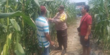 Polsek Kabun Cek Tanaman Jagung di Lahan BUMDes Aliantan, Perkuat Dukungan terhadap Swasembada Pangan Nasional