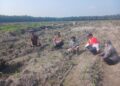 Polsek Kepenuhan Pantau Jagung Hibrida, Dukung Swasembada Pangan di Desa Kepenuhan Barat Mulia