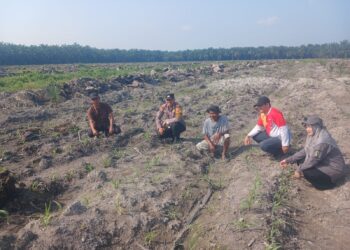 Polsek Kepenuhan Pantau Jagung Hibrida, Dukung Swasembada Pangan di Desa Kepenuhan Barat Mulia
