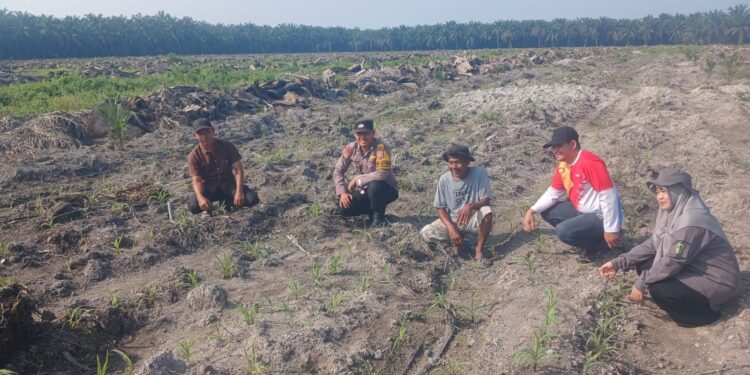 Polsek Kepenuhan Pantau Jagung Hibrida, Dukung Swasembada Pangan di Desa Kepenuhan Barat Mulia