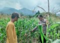 Polsek Rokan IV Koto Pantau Jagung di Cipang Kiri Hulu, Dukung Swasembada Pangan Nasional
