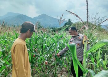 Polsek Rokan IV Koto Pantau Jagung di Cipang Kiri Hulu, Dukung Swasembada Pangan Nasional