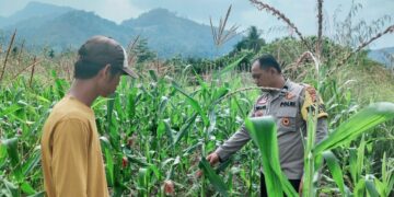 Polsek Rokan IV Koto Pantau Jagung di Cipang Kiri Hulu, Dukung Swasembada Pangan Nasional