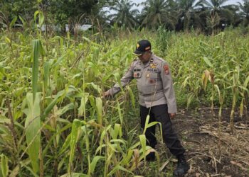 Polsek Bonai Darussalam Intensifkan Pendampingan Petani Jagung di Desa Kasang Mungkal, Perkuat Swasembada Pangan Nasional