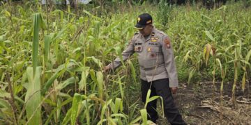 Polsek Bonai Darussalam Intensifkan Pendampingan Petani Jagung di Desa Kasang Mungkal, Perkuat Swasembada Pangan Nasional