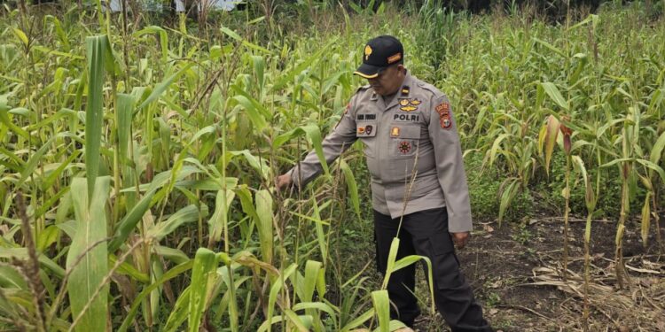 Polsek Bonai Darussalam Intensifkan Pendampingan Petani Jagung di Desa Kasang Mungkal, Perkuat Swasembada Pangan Nasional