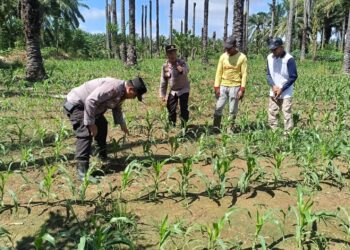Polsek Kunto Darussalam Kawal Pertumbuhan Jagung Hibrida di Desa Koto Intan Dukung Swasembada Pangan Nasional