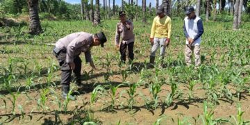 Polsek Kunto Darussalam Kawal Pertumbuhan Jagung Hibrida di Desa Koto Intan Dukung Swasembada Pangan Nasional