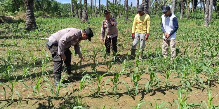 Polsek Kunto Darussalam Kawal Pertumbuhan Jagung Hibrida di Desa Koto Intan Dukung Swasembada Pangan Nasional