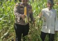 Polsek Bonai Darussalam Dukung Ketahanan Pangan Nasional, Jagung Hibrida di Desa Kasang Mungkal Mulai Berbuah