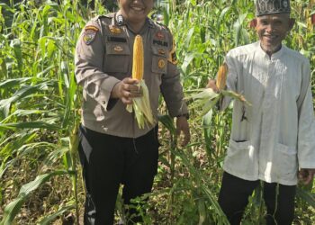 Polsek Bonai Darussalam Dukung Ketahanan Pangan Nasional, Jagung Hibrida di Desa Kasang Mungkal Mulai Berbuah
