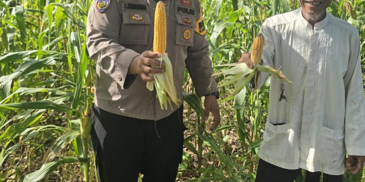 Polsek Bonai Darussalam Dukung Ketahanan Pangan Nasional, Jagung Hibrida di Desa Kasang Mungkal Mulai Berbuah