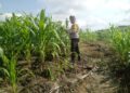 Polsek Kabun Perkuat Swasembada Pangan Nasional melalui Pemantauan Jagung Tumpang Sari di Desa Kabun