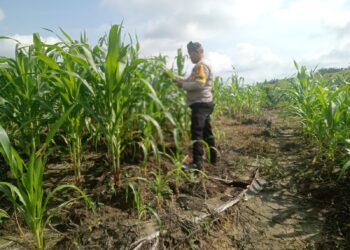 Polsek Kabun Perkuat Swasembada Pangan Nasional melalui Pemantauan Jagung Tumpang Sari di Desa Kabun