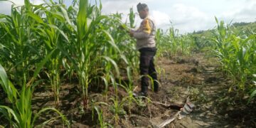 Polsek Kabun Perkuat Swasembada Pangan Nasional melalui Pemantauan Jagung Tumpang Sari di Desa Kabun