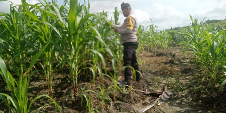 Polsek Kabun Perkuat Swasembada Pangan Nasional melalui Pemantauan Jagung Tumpang Sari di Desa Kabun